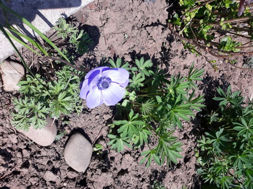  - Flori de grădină-2020