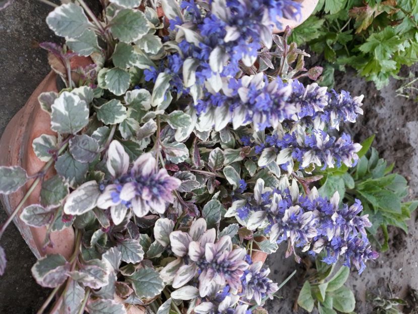  - Flori de grădină-2020