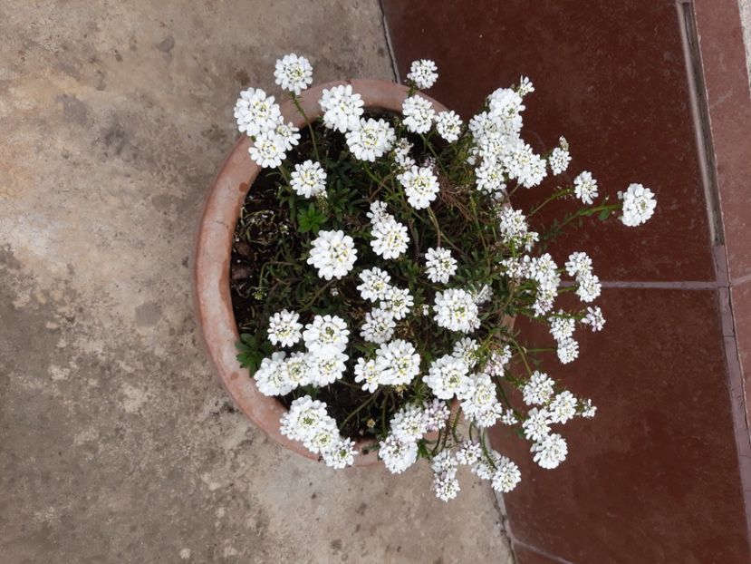 Iberis - Si citeva ghivece