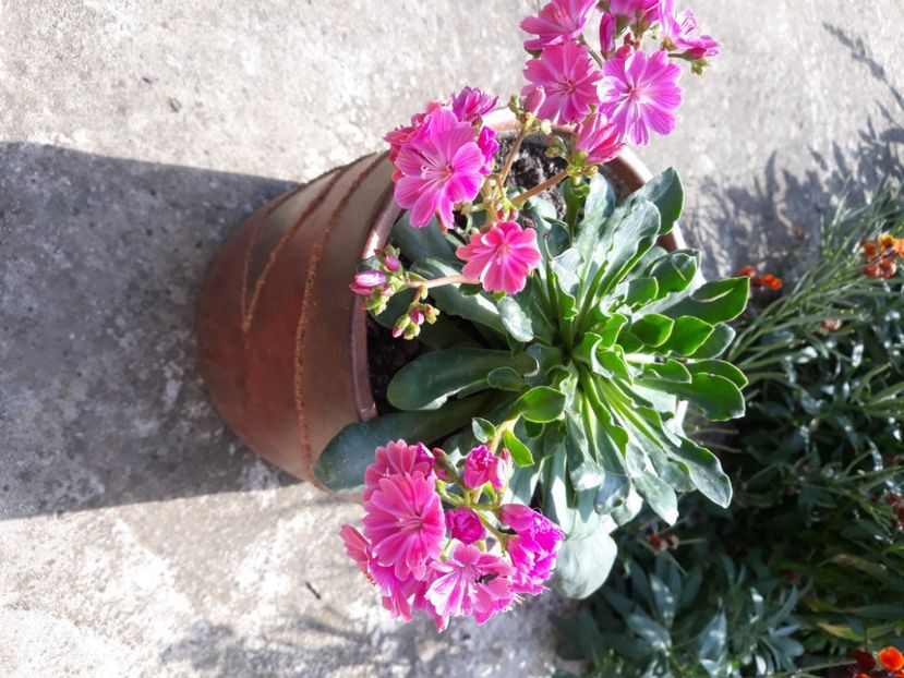 Lewisia - Si citeva ghivece