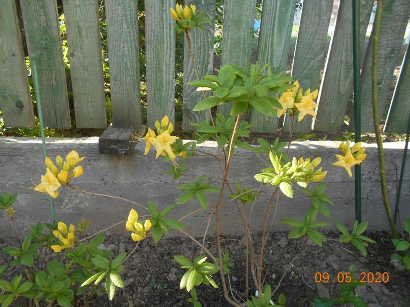 Azalea Goldtopas - 1Azalee-rhododendroni-heleborusi-hortensii-hoste 2020