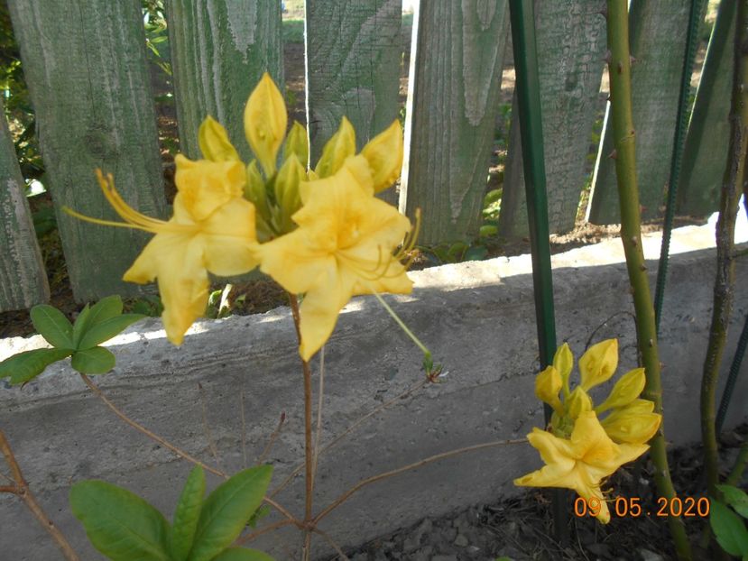  - 1Azalee-rhododendroni-heleborusi-hortensii-hoste 2020