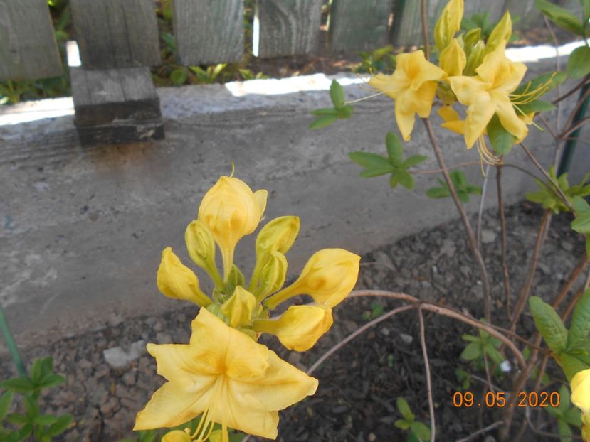  - 1Azalee-rhododendroni-heleborusi-hortensii-hoste 2020