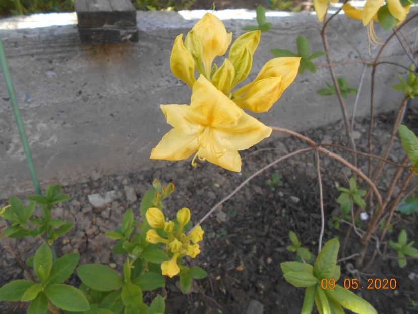  - 1Azalee-rhododendroni-heleborusi-hortensii-hoste 2020