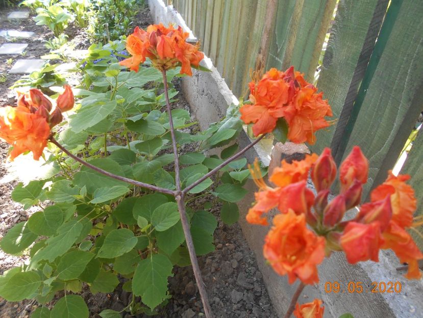 Azalea Gibraltar - 1Azalee-rhododendroni-heleborusi-hortensii-hoste 2020