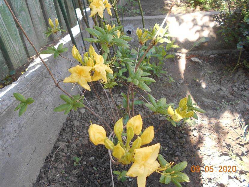 Azalea Goldtopas - 1Azalee-rhododendroni-heleborusi-hortensii-hoste 2020