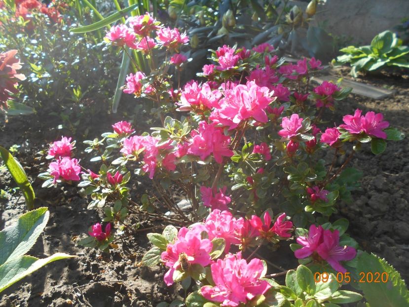 Azalea Kermesina - 1Azalee-rhododendroni-heleborusi-hortensii-hoste 2020