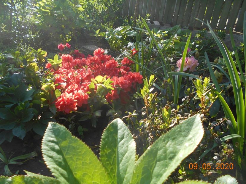 Azalea Beauty Orange - 1Azalee-rhododendroni-heleborusi-hortensii-hoste 2020