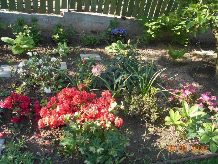  - 1Azalee-rhododendroni-heleborusi-hortensii-hoste 2020