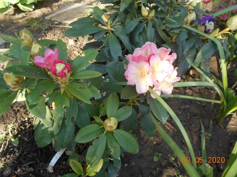 Rododendron Percy Wiseman - 1Azalee-rhododendroni-heleborusi-hortensii-hoste 2020