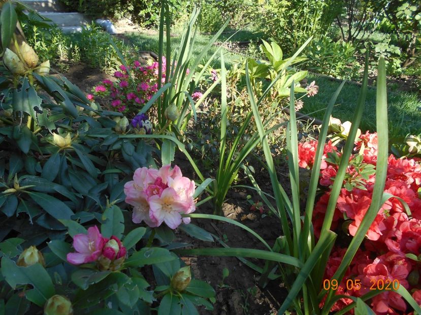  - 1Azalee-rhododendroni-heleborusi-hortensii-hoste 2020