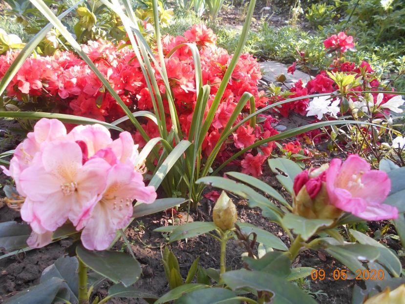  - 1Azalee-rhododendroni-heleborusi-hortensii-hoste 2020