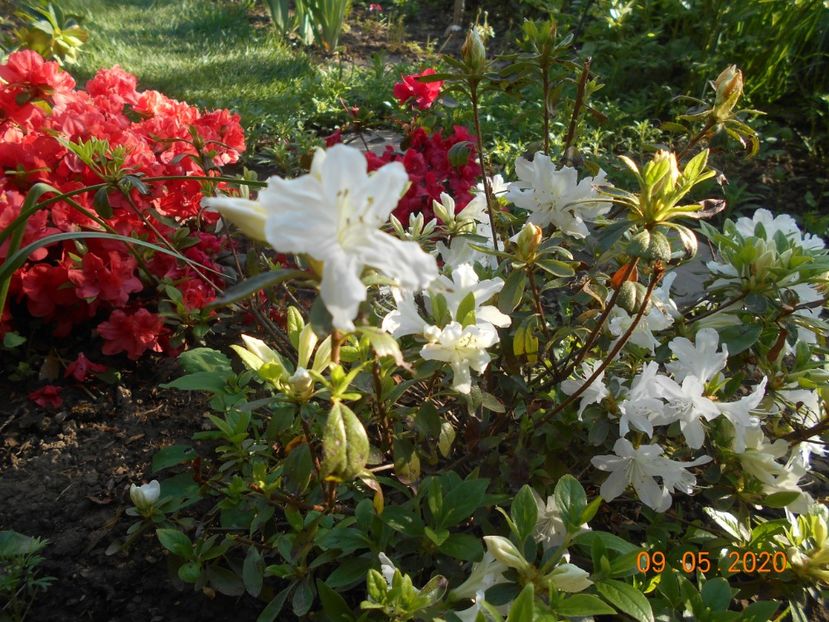  - 1Azalee-rhododendroni-heleborusi-hortensii-hoste 2020