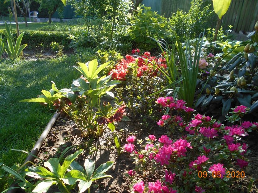  - 1Azalee-rhododendroni-heleborusi-hortensii-hoste 2020