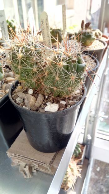 T. lausseri polycephala - Thelocactus