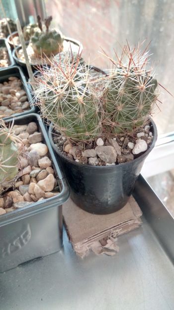 T. lausseri polycephala - Thelocactus