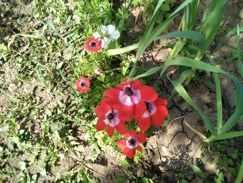 Anemone - Gradina primăvara 2020