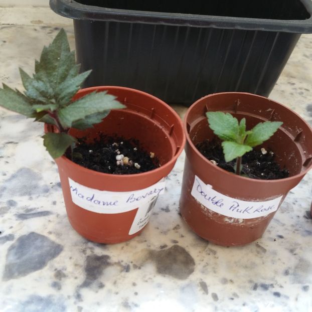  - Achimenes 2020 rizomi de la Erika