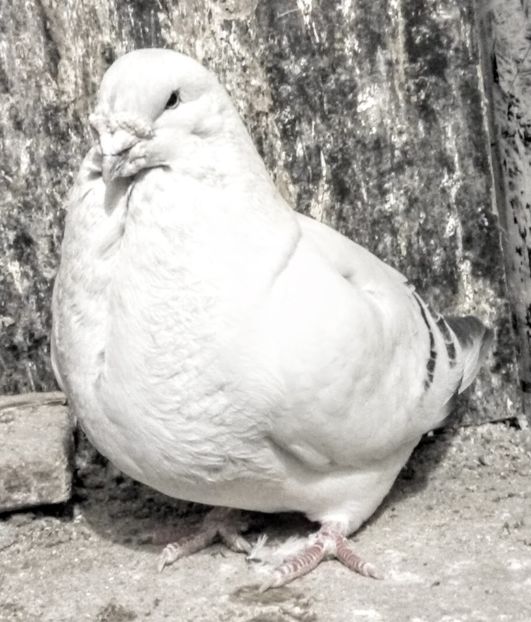  - - A - A - A - A- W A R N I N G !