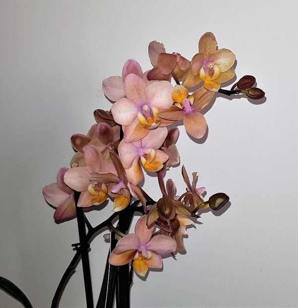SCENTION - Phalaenopsis 1