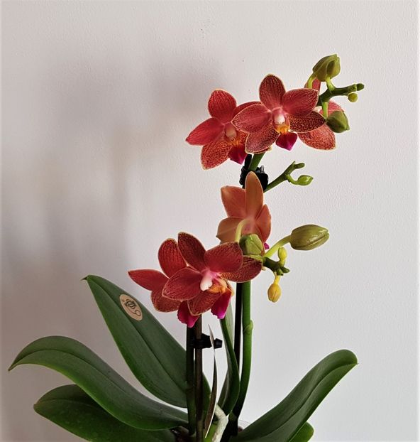 Saffron Star - Phalaenopsis 1