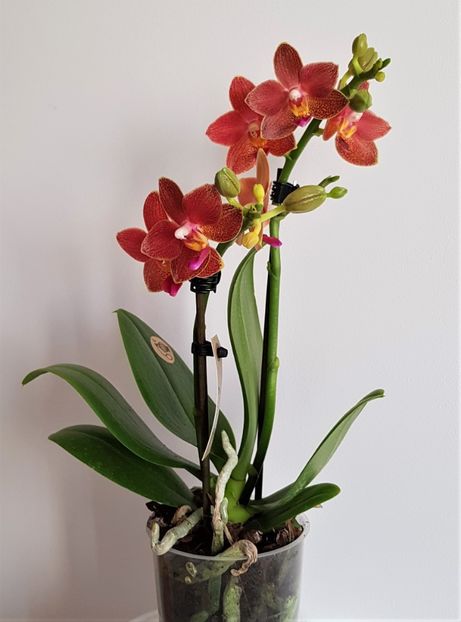  - Phalaenopsis 1