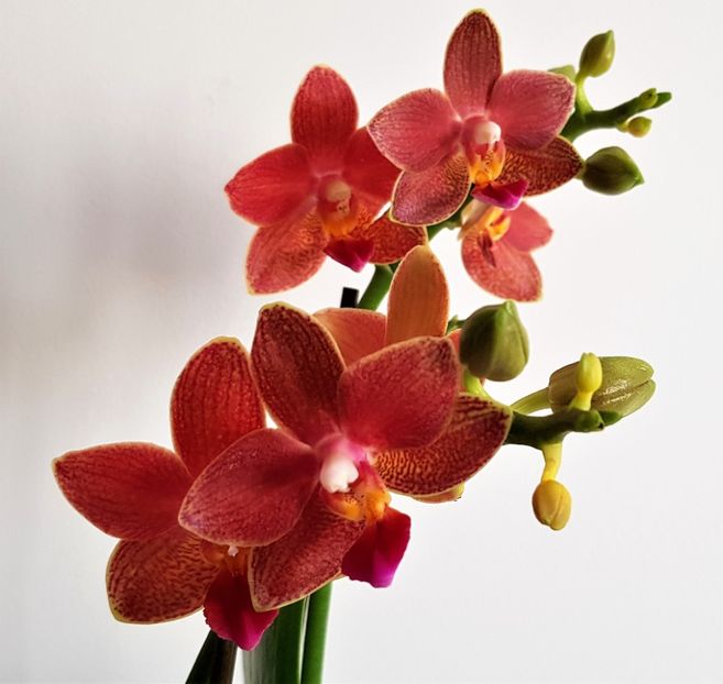  - Phalaenopsis 1