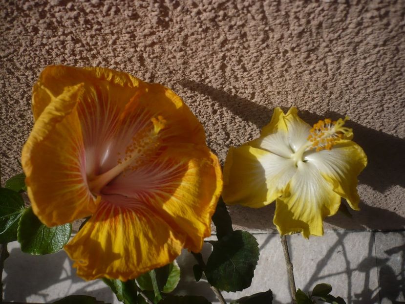 09.05.2020 - HIBISCUSI 2020-1