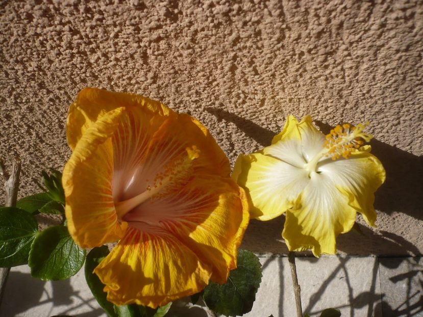 P1430897 - HIBISCUSI 2020-1