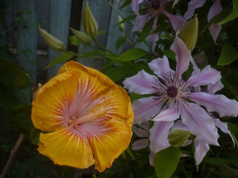 P1430898 - HIBISCUSI 2020-1