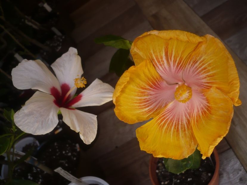 P1430900 - HIBISCUSI 2020-1