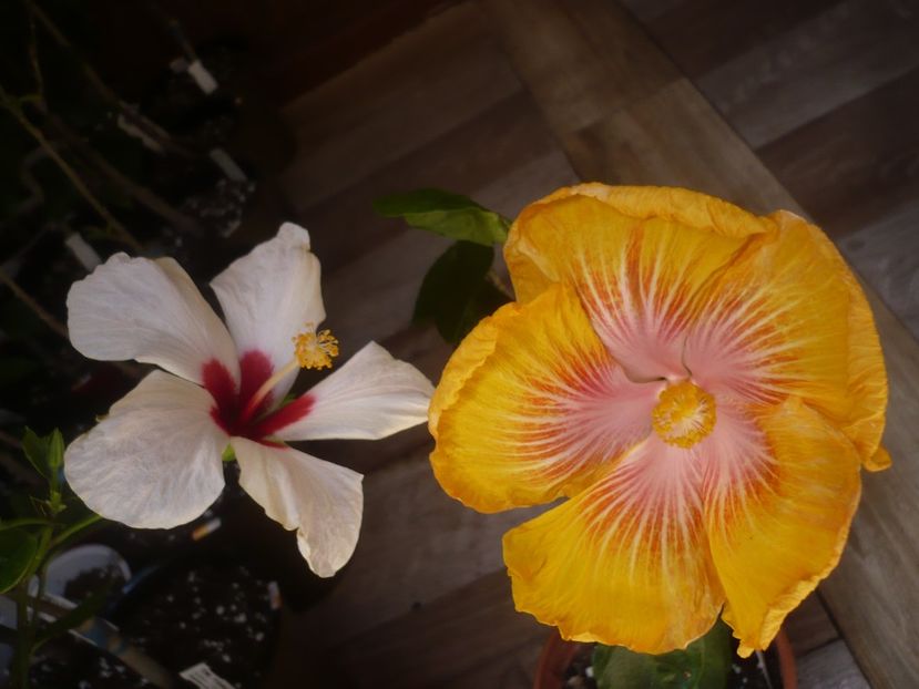 P1430901 - HIBISCUSI 2020-1