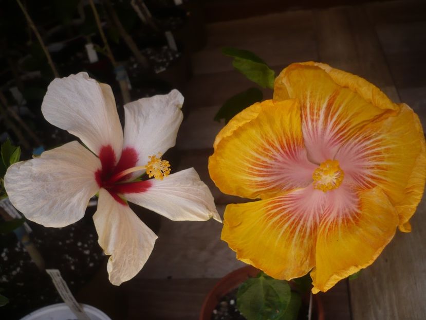 P1430902 - HIBISCUSI 2020-1