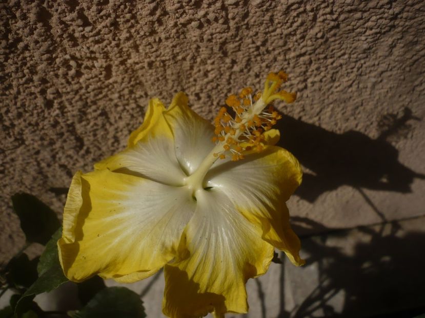 P1430903 - HIBISCUSI 2020-1