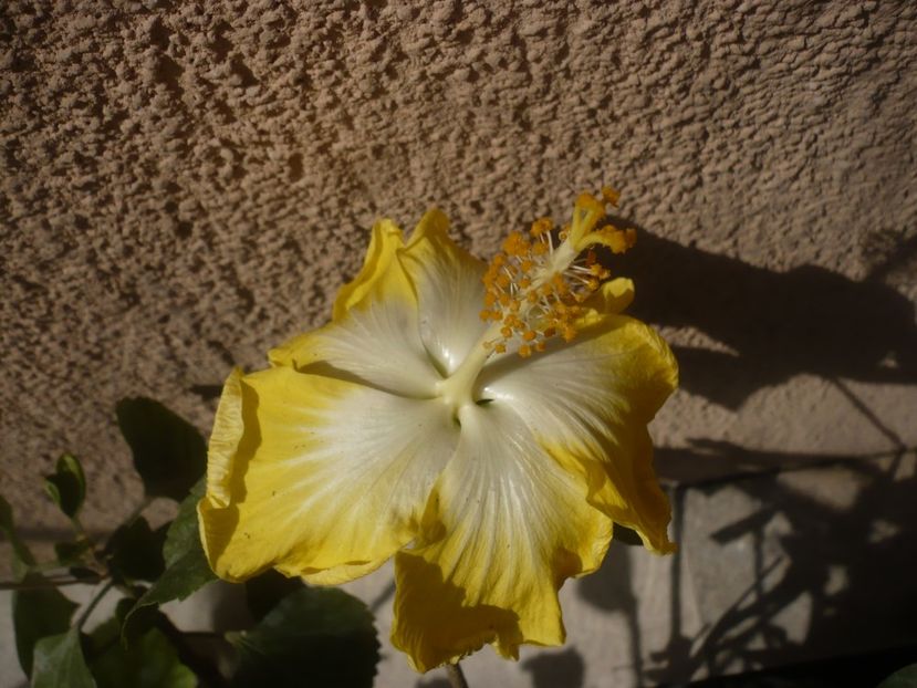 P1430904 - HIBISCUSI 2020-1