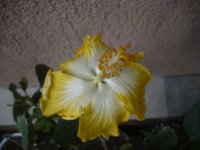 P1430906 - HIBISCUSI 2020-1