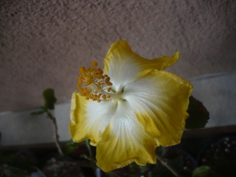 P1430907 - HIBISCUSI 2020-1