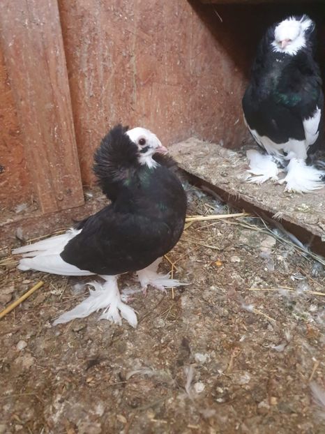 received_903638303393642 - Tineret gulerati de bihor 2020