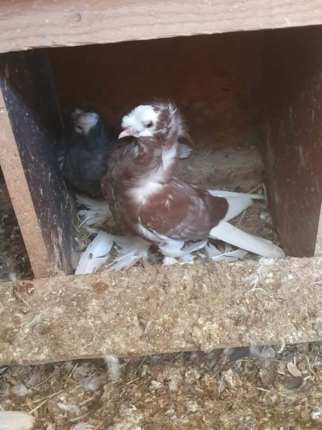 received_535192800514938 - Tineret gulerati de bihor 2020