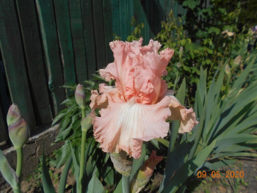 Elsiemae Nicholson - 1Irisi 2020