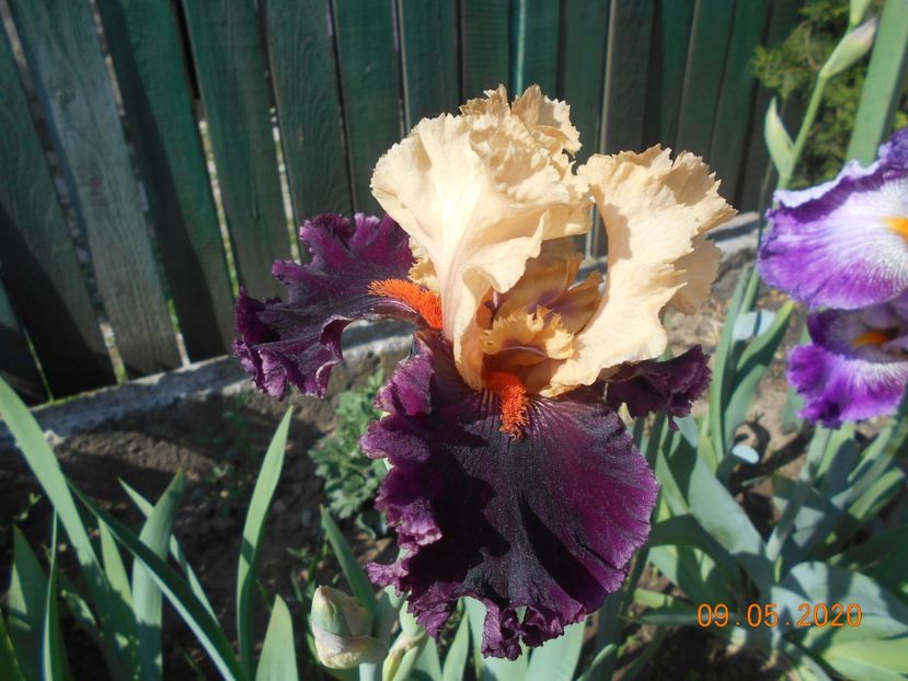 Ocelot - 1Irisi 2020