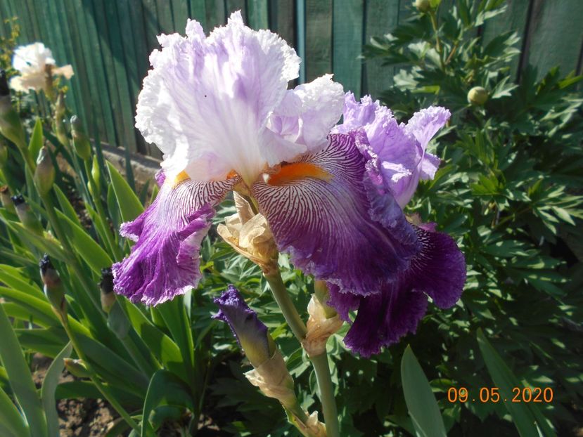 Arabela - 1Irisi 2020