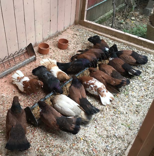 ABB24594-F16D-4E6A-AB4C-7D8C0E5194E3 - Orbeteni 2020