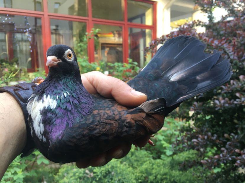 5AE662C1-FC5C-4589-A4A8-15C6407C532A - Orbeteni 2020