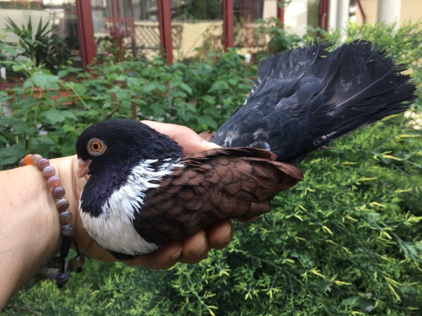 90A26FEB-7EB4-49E0-8979-9DD39E710B9D - Orbeteni 2020