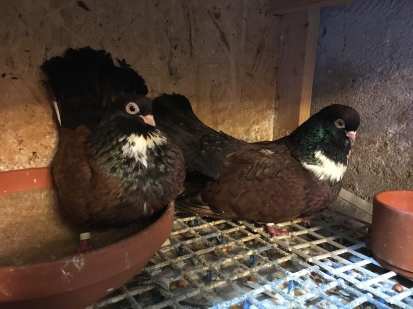 E0699109-515F-4876-AA8F-DC796E494B75 - Orbeteni 2020