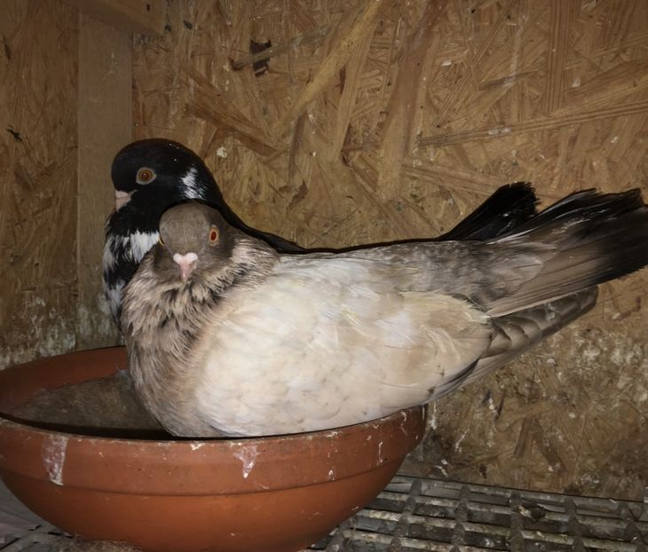 E191C520-5FC6-4C60-BC74-BE7B62C221B8 - -Orbeteni Opal