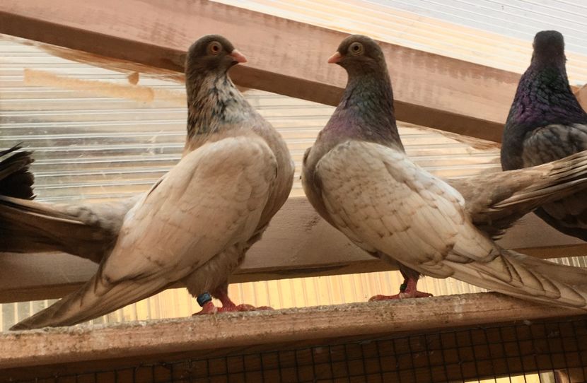 5A894866-331A-4899-8343-D272C6891BEF - -Orbeteni Opal