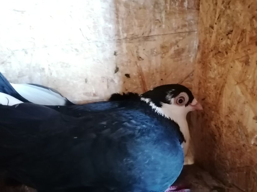 M 2019 decembrie - asa patesc cazatorii