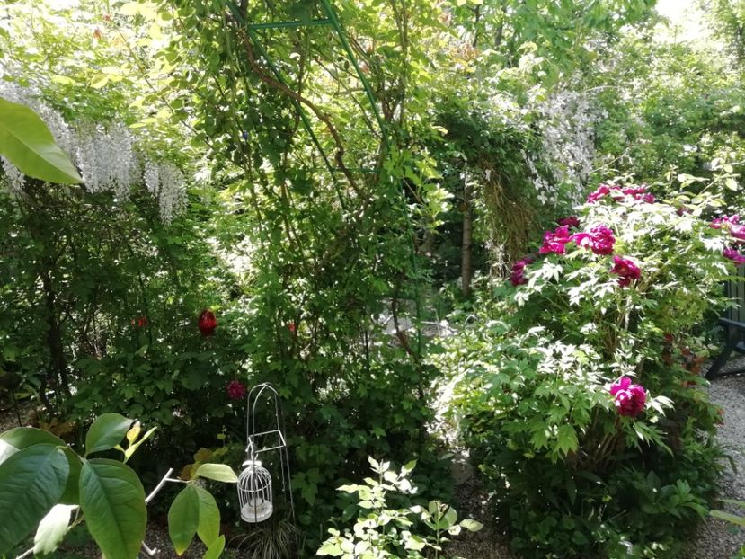 09.05.2020 - Grădina 2020 continuare 1